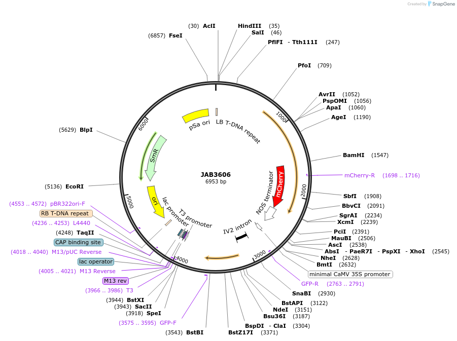 190425-plasmid-map-sequence-id-391165