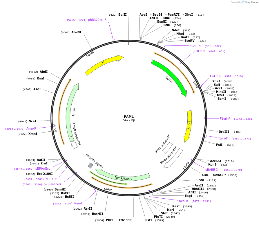 198740-plasmid-map-sequence-id-391170