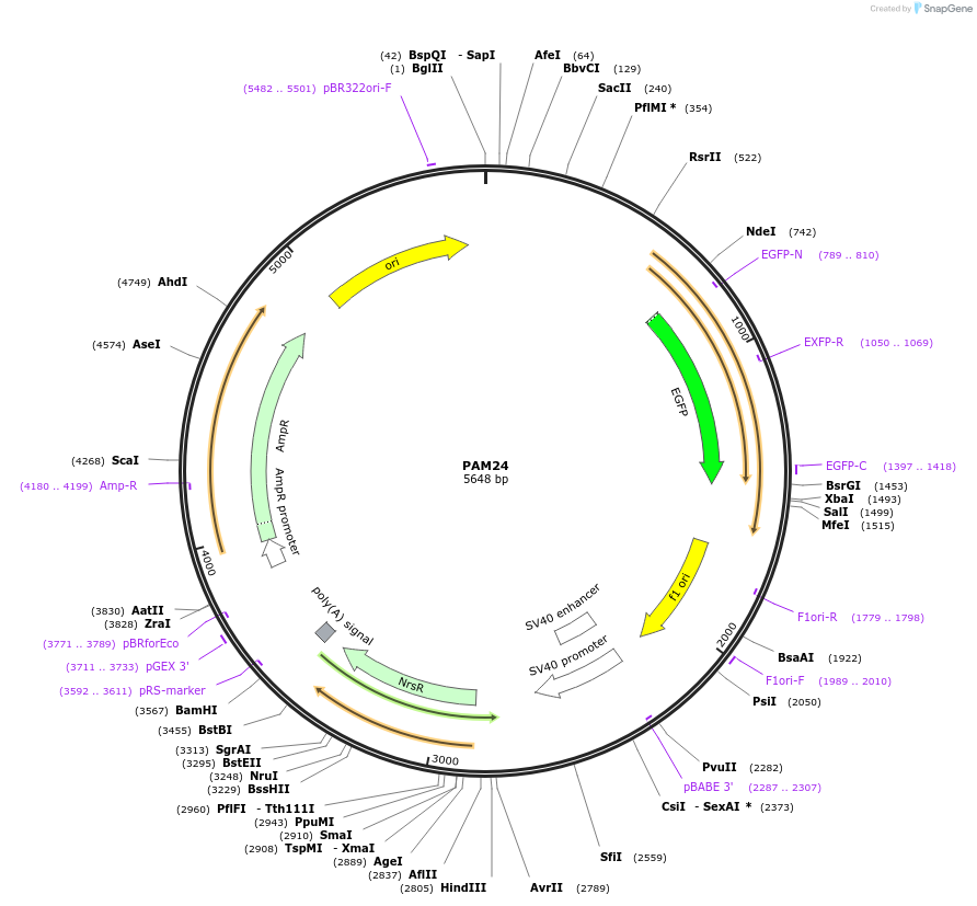 198744-plasmid-map-sequence-id-391171