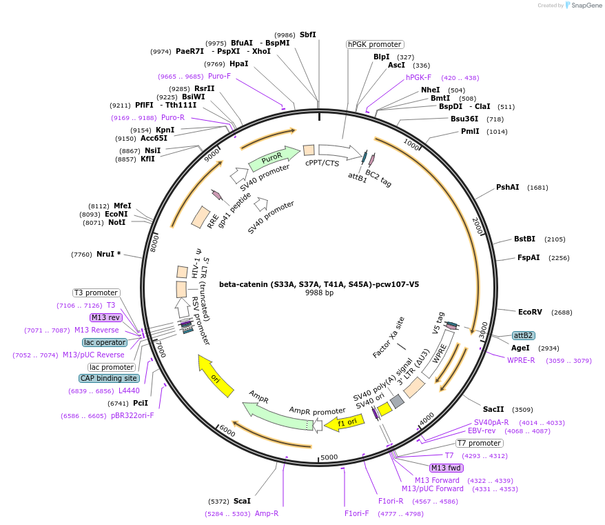 64613-plasmid-map-sequence-id-391181