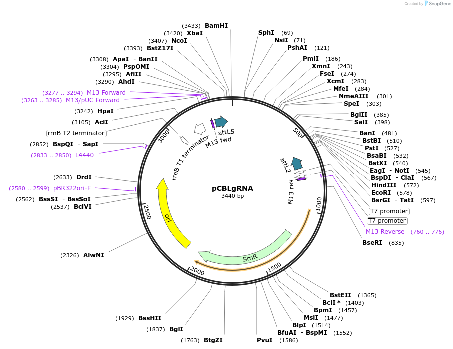 199726-plasmid-map-sequence-id-391201