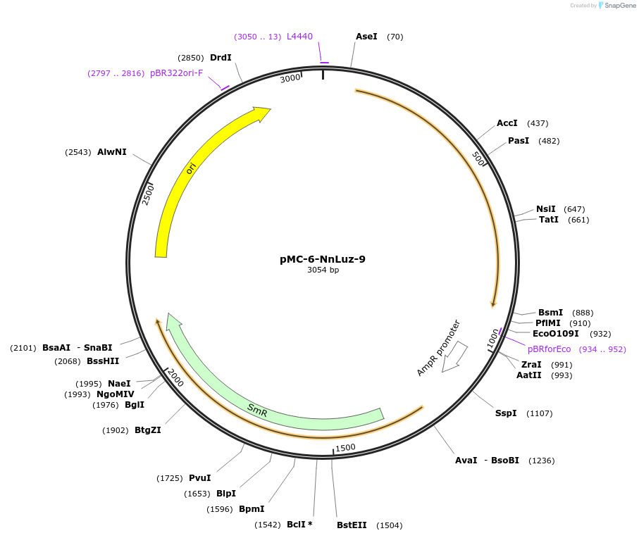 197755-plasmid-map-sequence-id-391207