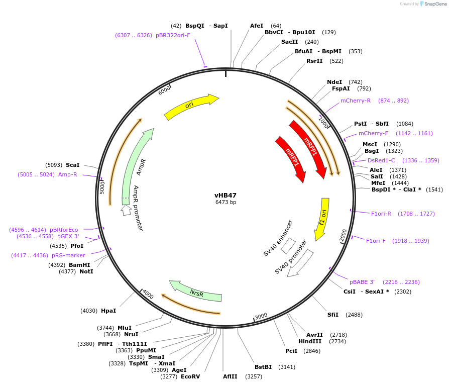 198747-plasmid-map-sequence-id-391218