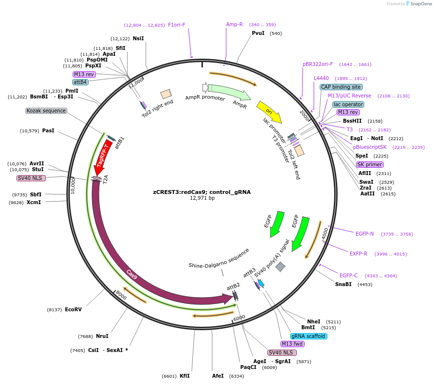 199334-plasmid-map-sequence-id-391220
