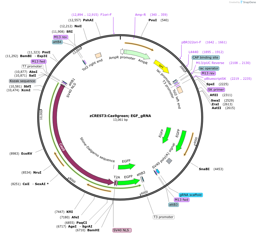 199333-plasmid-map-sequence-id-391224