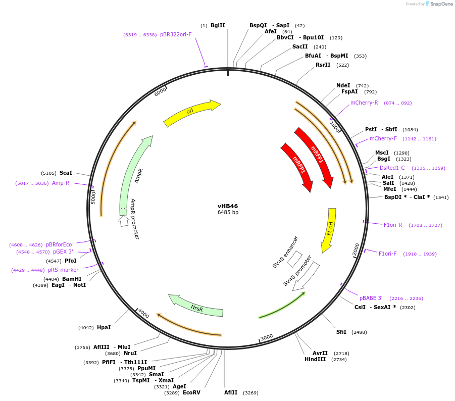 198746-plasmid-map-sequence-id-391226