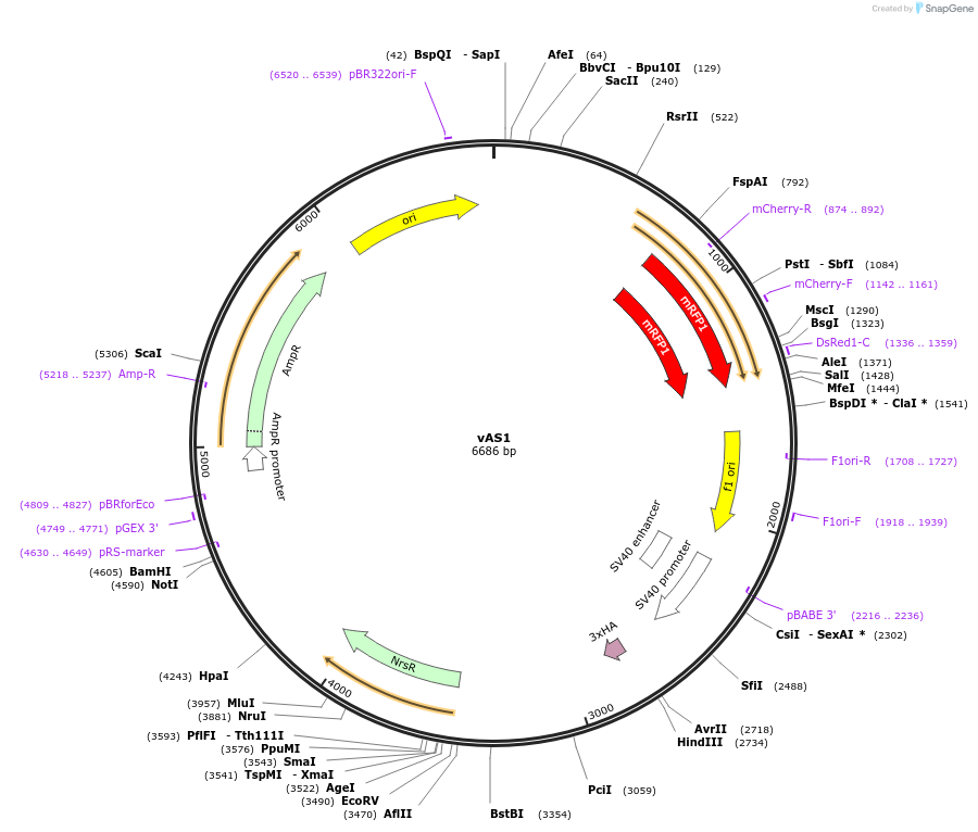 198745-plasmid-map-sequence-id-391227
