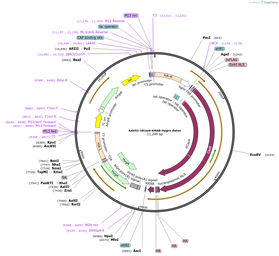 199621-plasmid-map-sequence-id-391236