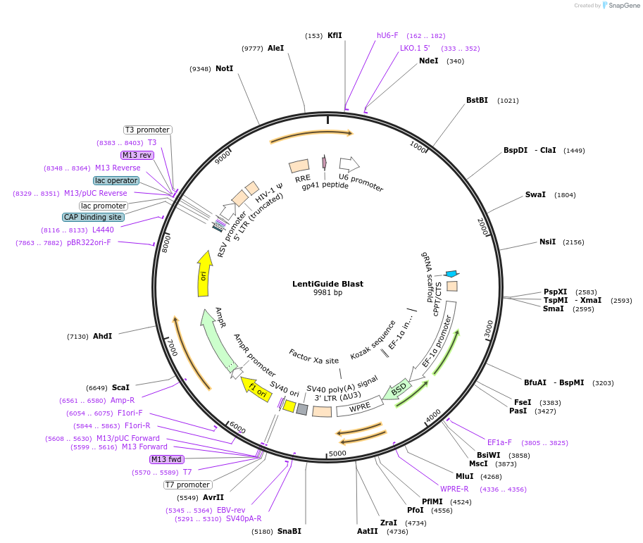 199622-plasmid-map-sequence-id-391238