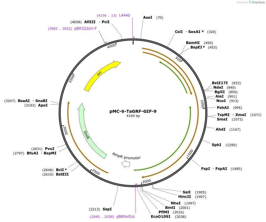 197747-plasmid-map-sequence-id-391243