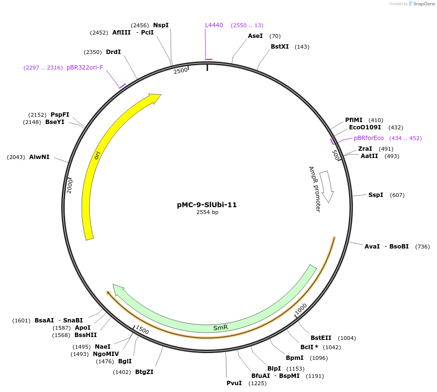 197773-plasmid-map-sequence-id-391252