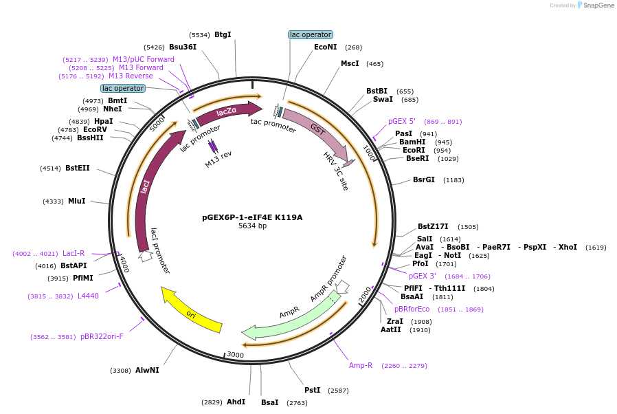199440-plasmid-map-sequence-id-391260
