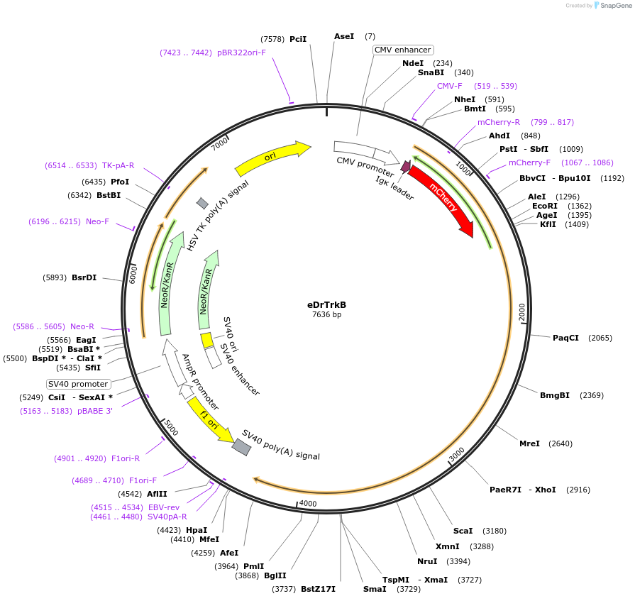 183997-plasmid-map-sequence-id-391270