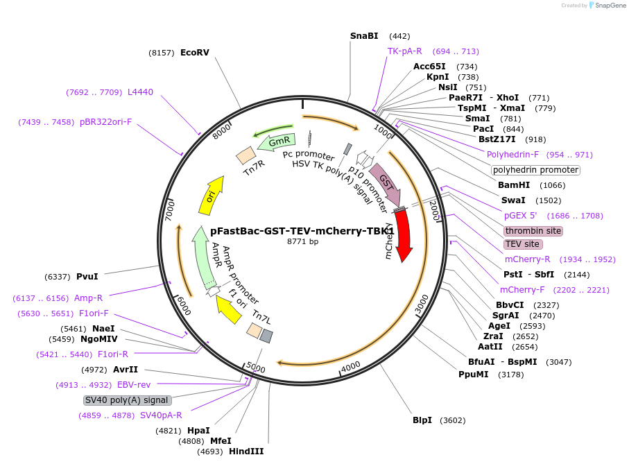 198033-plasmid-map-sequence-id-391275