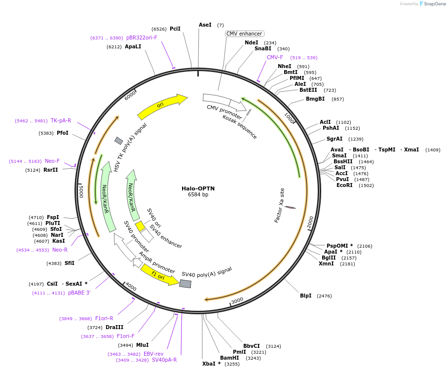 187900-plasmid-map-sequence-id-391282
