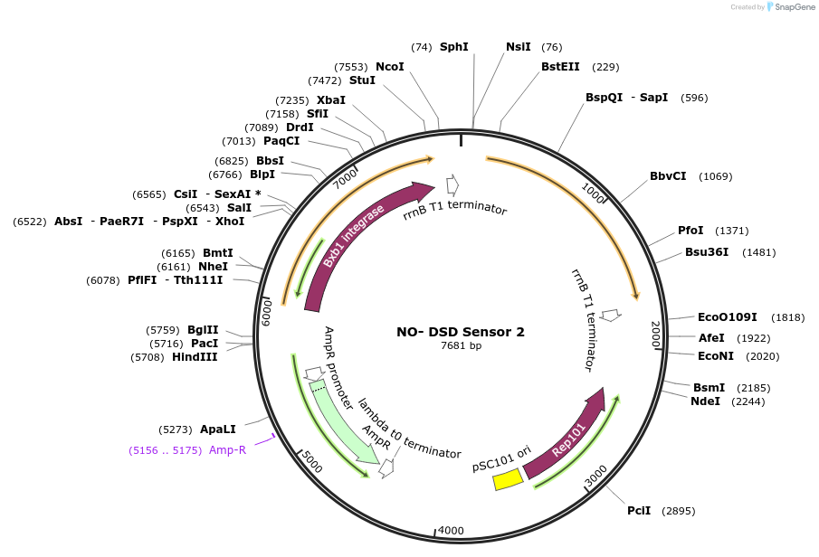 199786-plasmid-map-sequence-id-391283