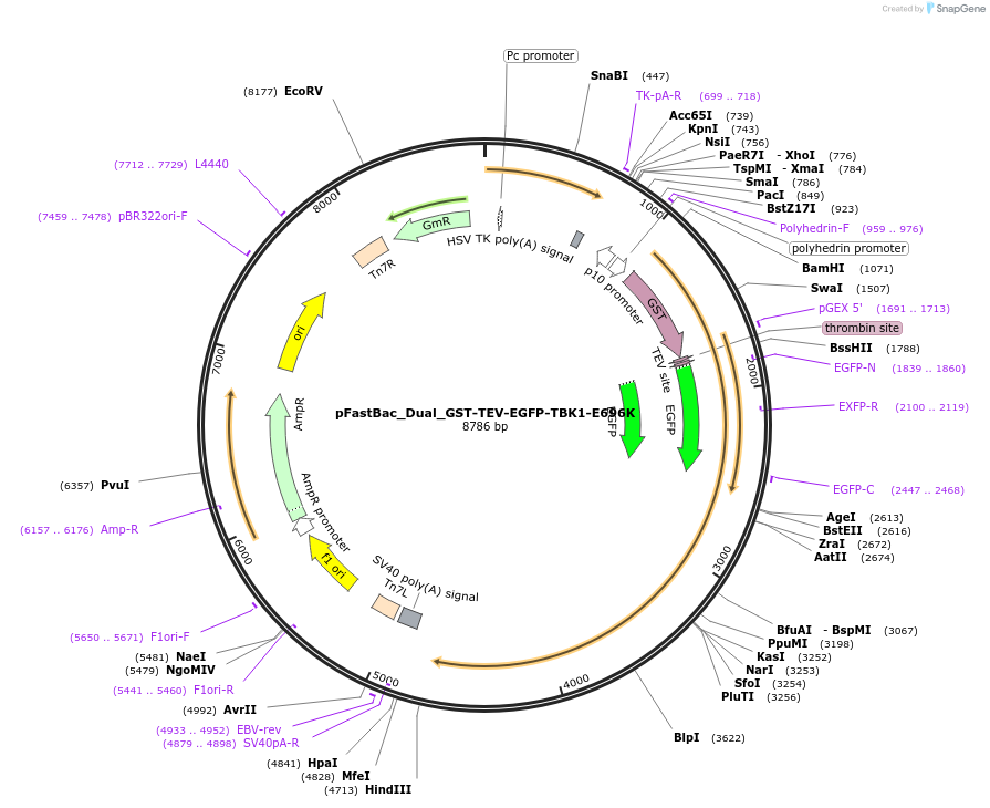 198037-plasmid-map-sequence-id-391285