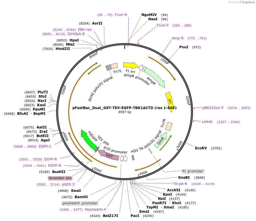 198072-plasmid-map-sequence-id-391289