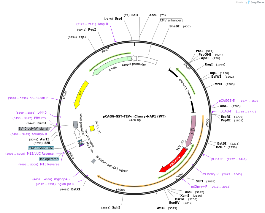 198036-plasmid-map-sequence-id-391292