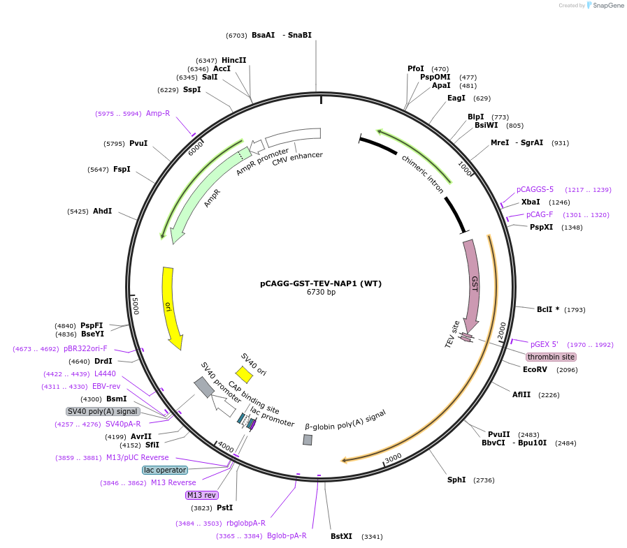 198034-plasmid-map-sequence-id-391294