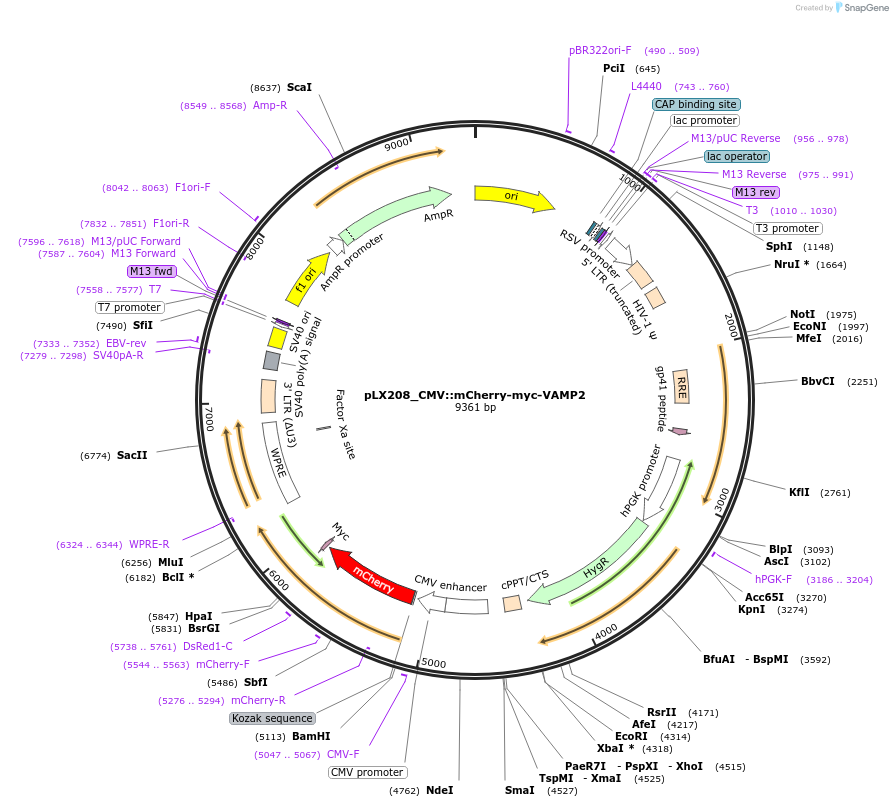 199716-plasmid-map-sequence-id-391337