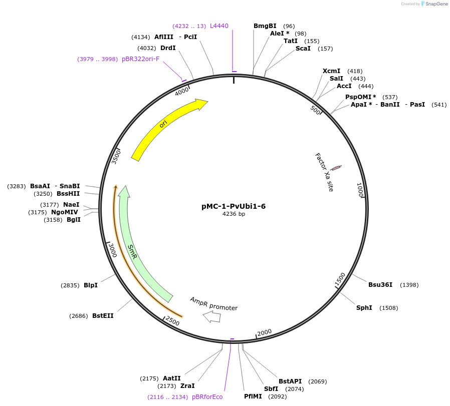 197705-plasmid-map-sequence-id-391365