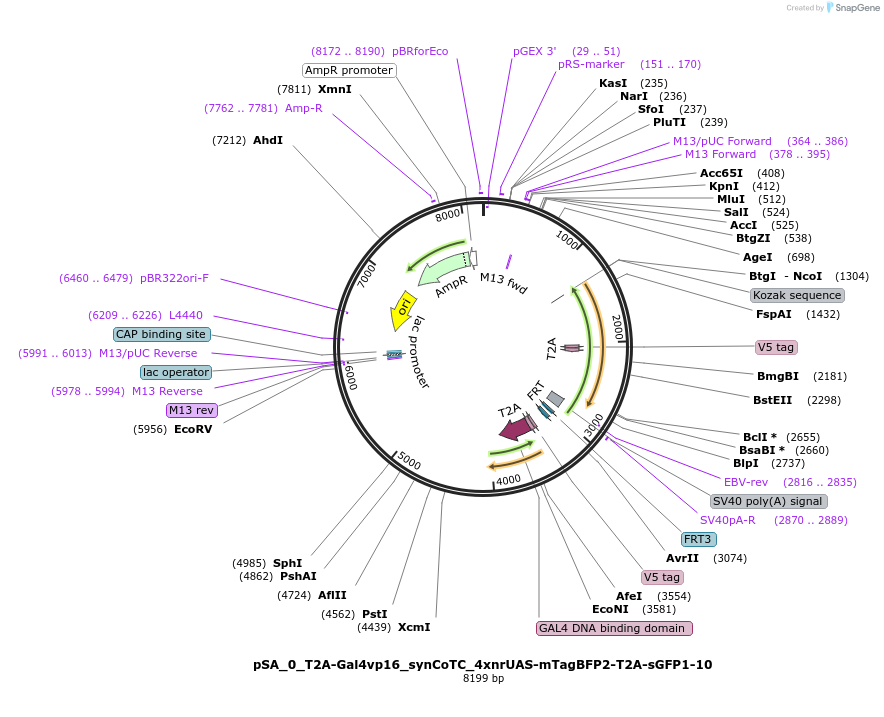 199487-plasmid-map-sequence-id-391367