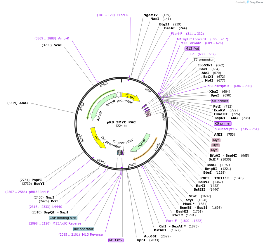 122566-plasmid-map-sequence-id-391376