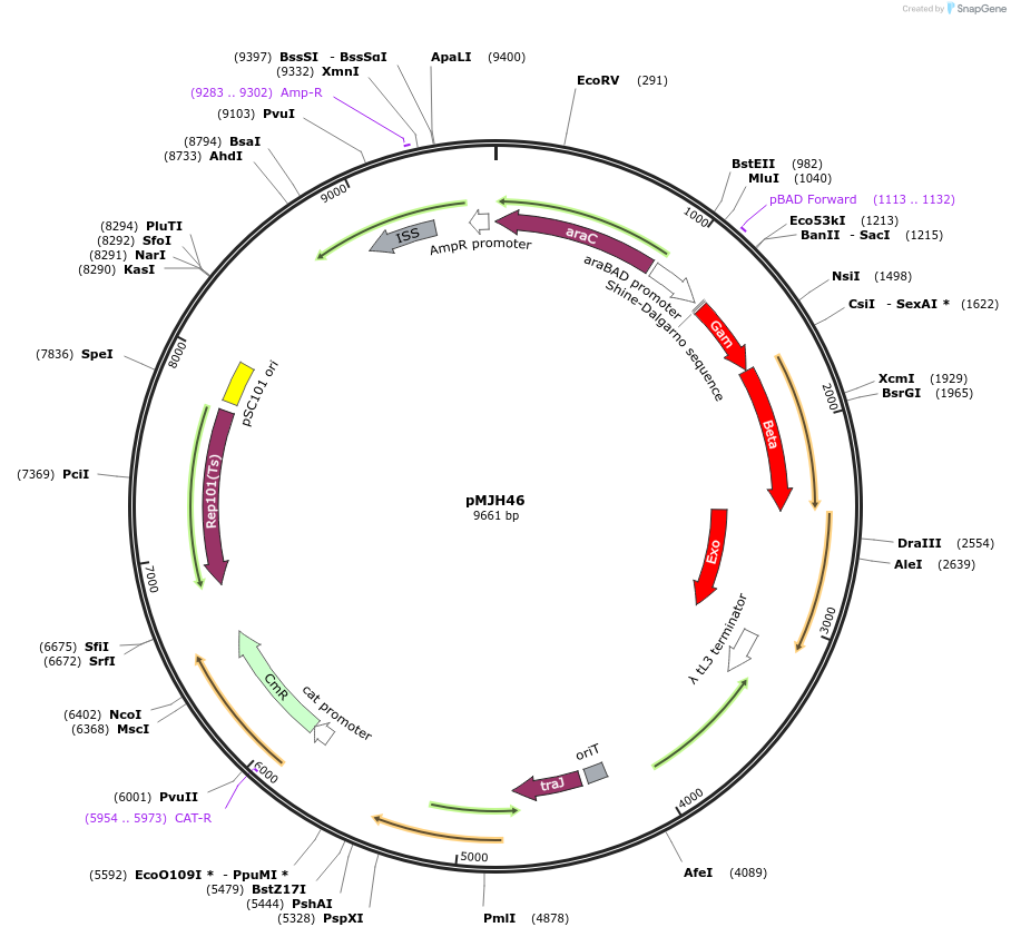 67272-plasmid-map-sequence-id-391377
