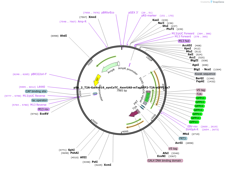 199492-plasmid-map-sequence-id-391378