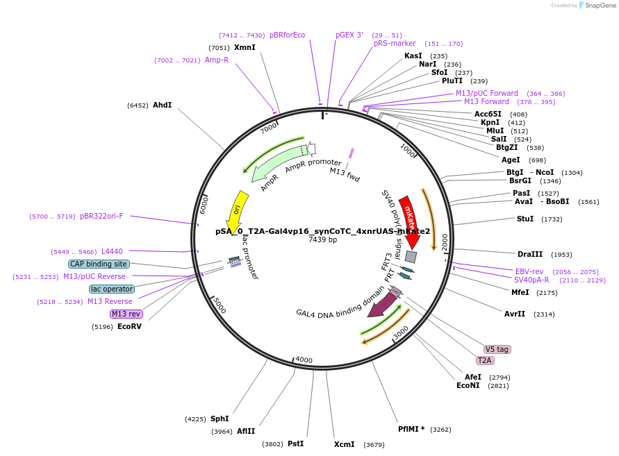 199481-plasmid-map-sequence-id-391380