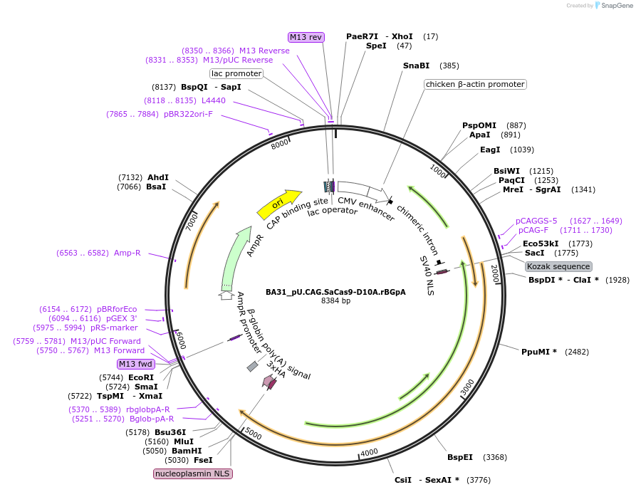 199251-plasmid-map-sequence-id-391385