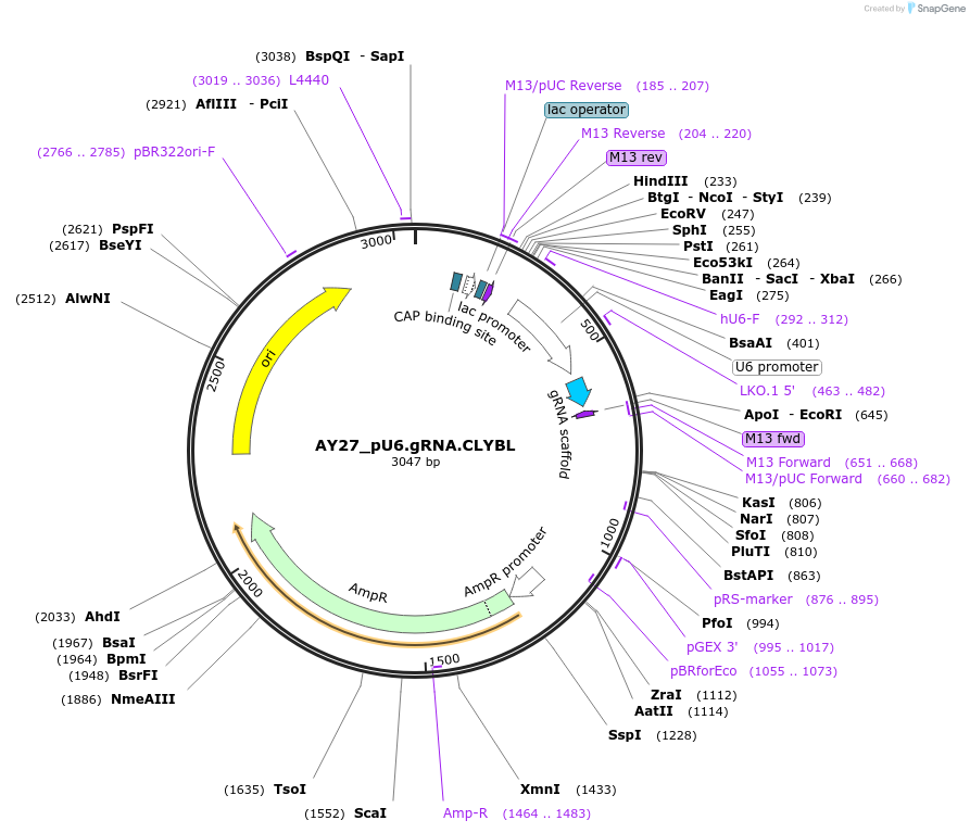 199238-plasmid-map-sequence-id-391387