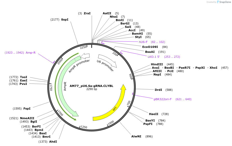 199237-plasmid-map-sequence-id-391389