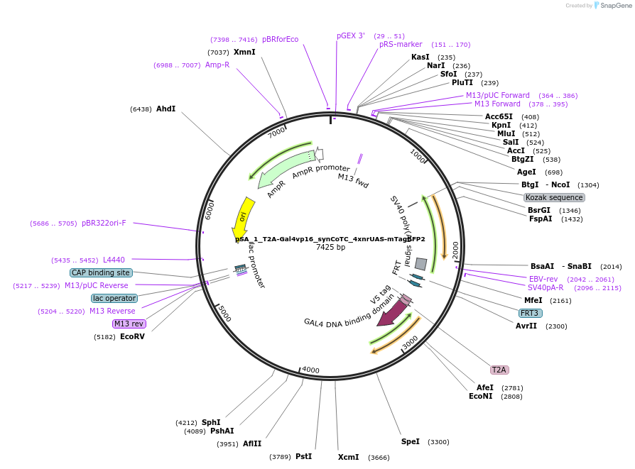 199485-plasmid-map-sequence-id-391395