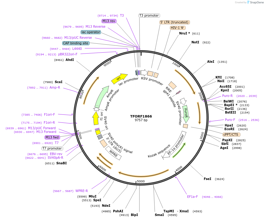 143551-plasmid-map-sequence-id-391397
