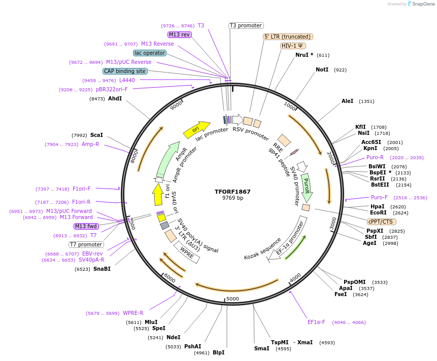 143552-plasmid-map-sequence-id-391398