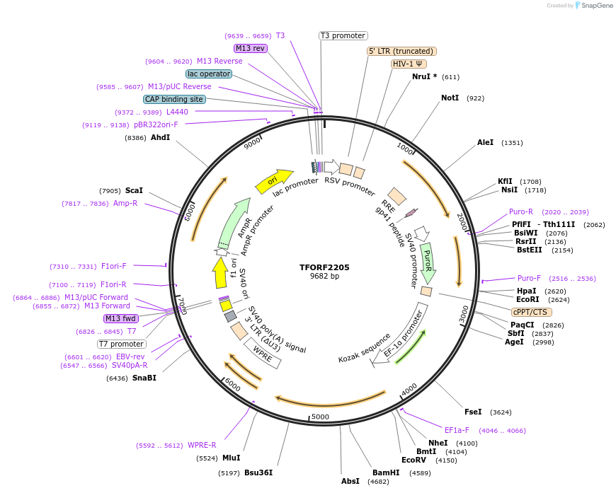 144004-plasmid-map-sequence-id-391400