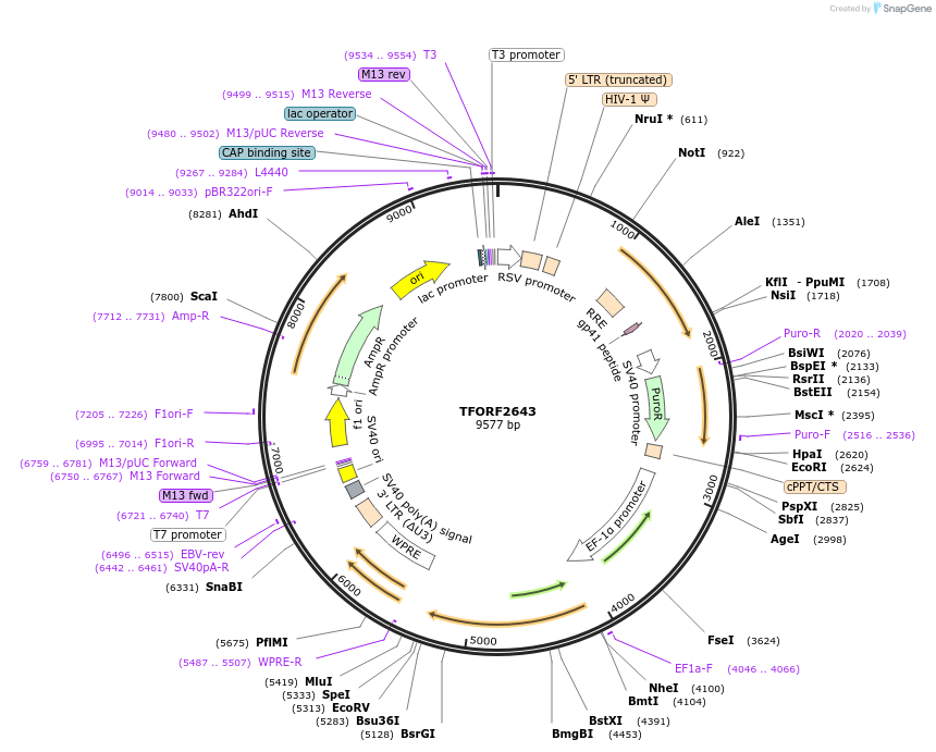 144055-plasmid-map-sequence-id-391402