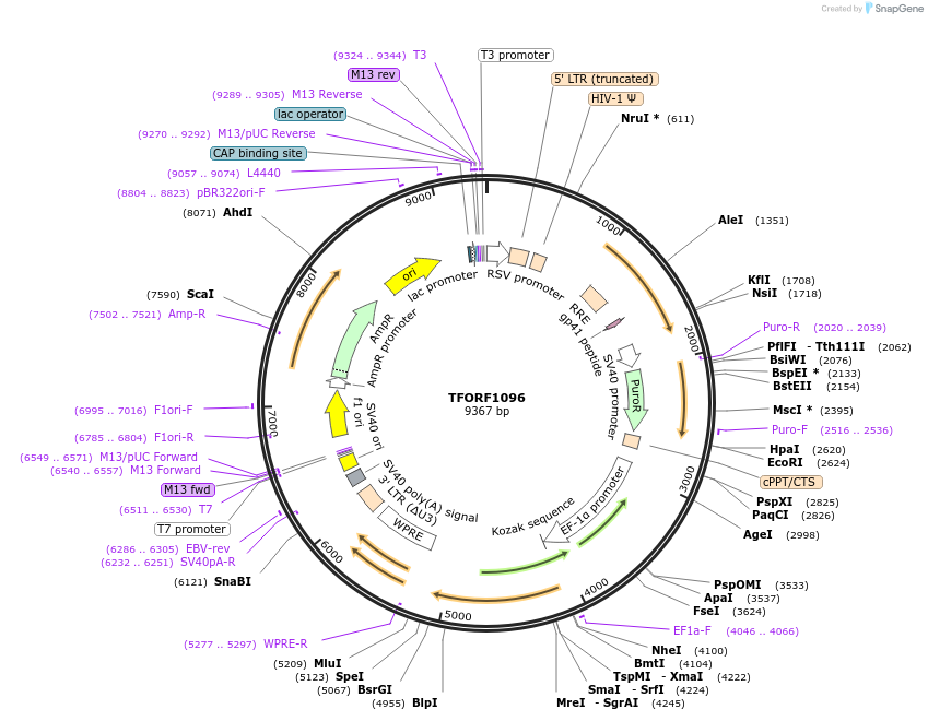 143760-plasmid-map-sequence-id-391405