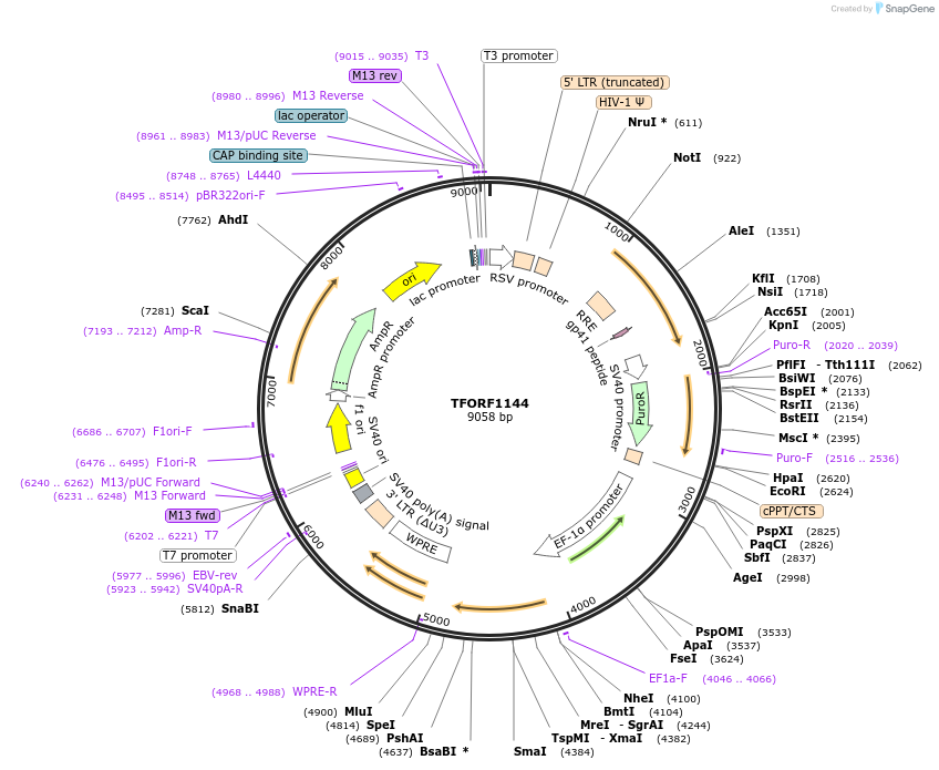 143767-plasmid-map-sequence-id-391407