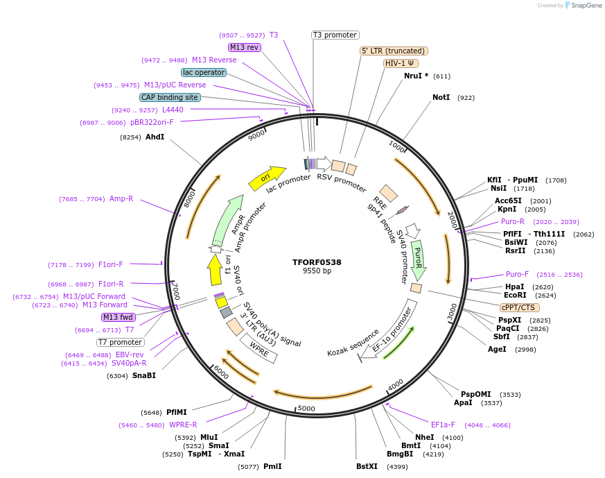 143410-plasmid-map-sequence-id-391410