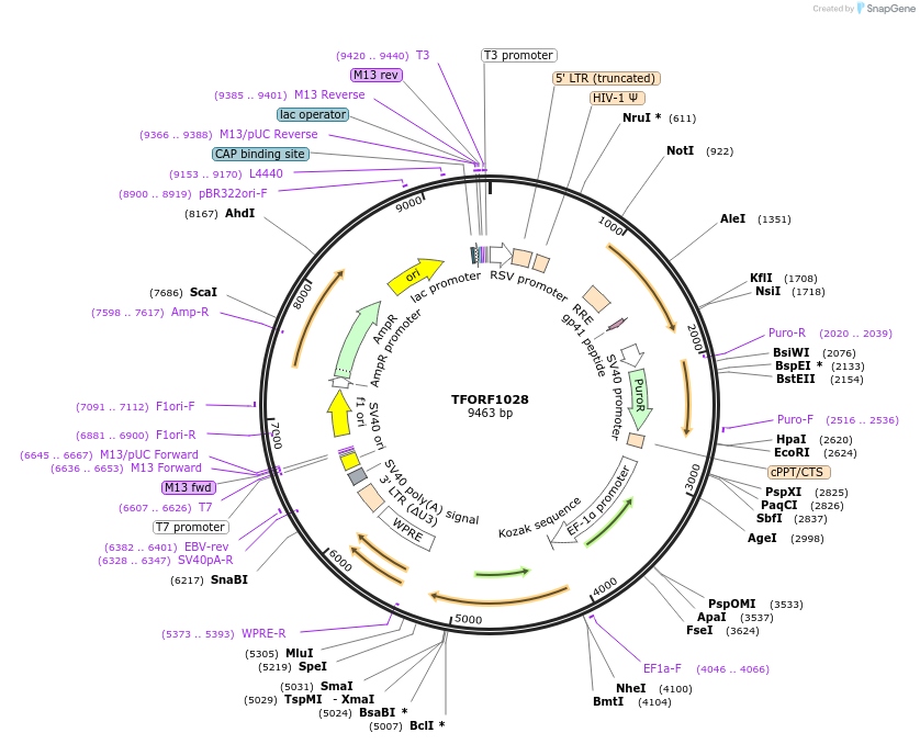 143460-plasmid-map-sequence-id-391411