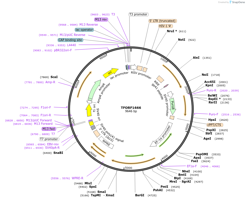 143305-plasmid-map-sequence-id-391412