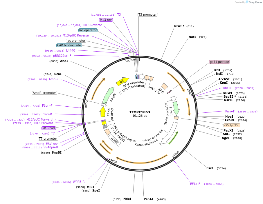 143327-plasmid-map-sequence-id-391414