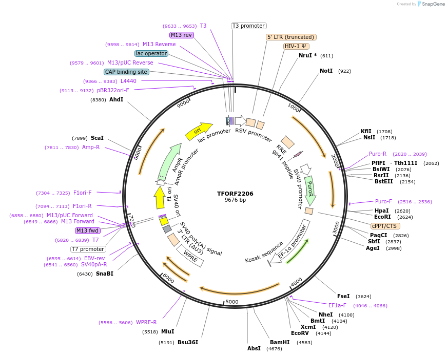 143353-plasmid-map-sequence-id-391415