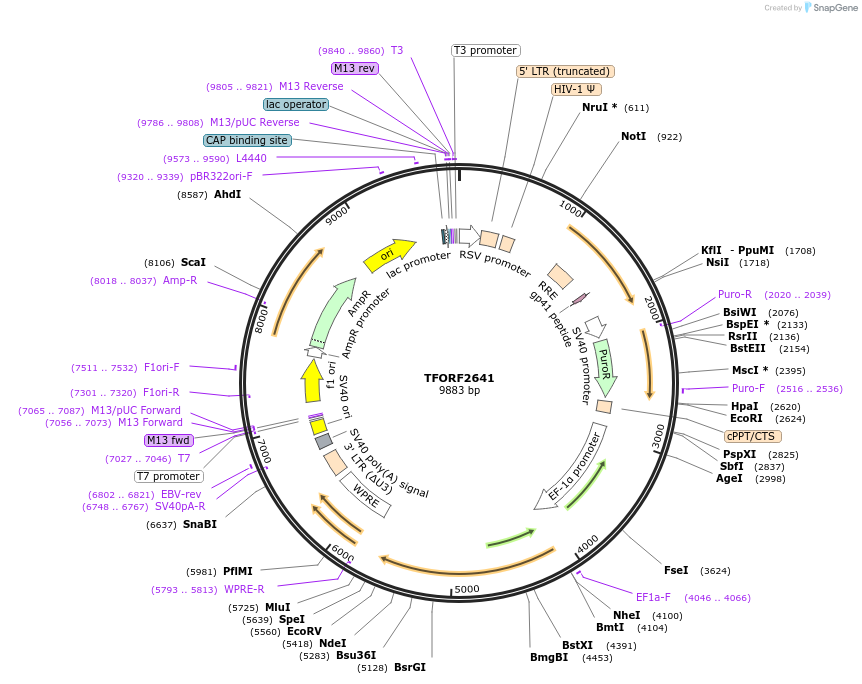 143596-plasmid-map-sequence-id-391416