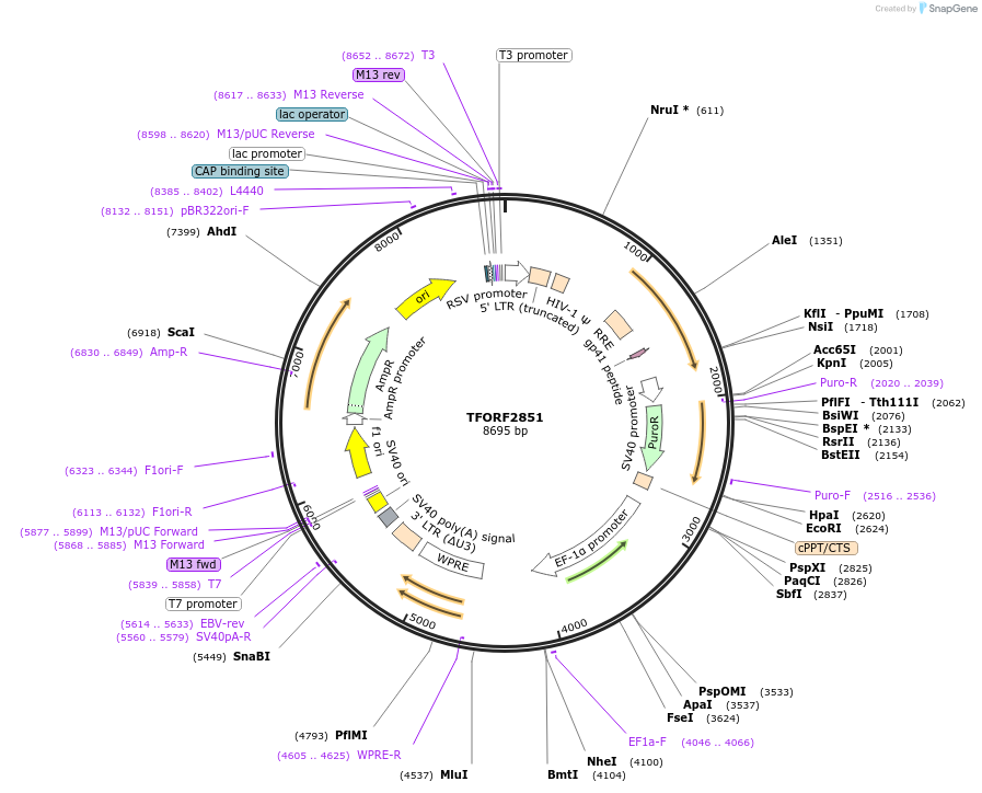 143639-plasmid-map-sequence-id-391417