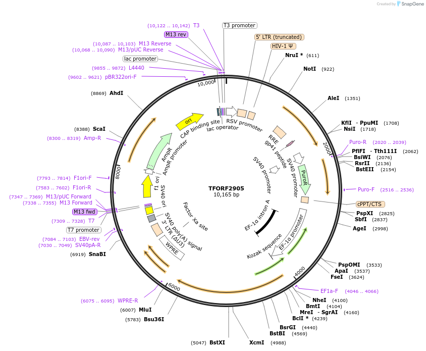 143660-plasmid-map-sequence-id-391418