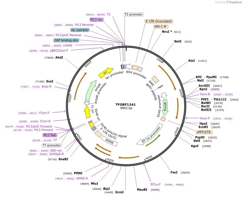 141804-plasmid-map-sequence-id-391422
